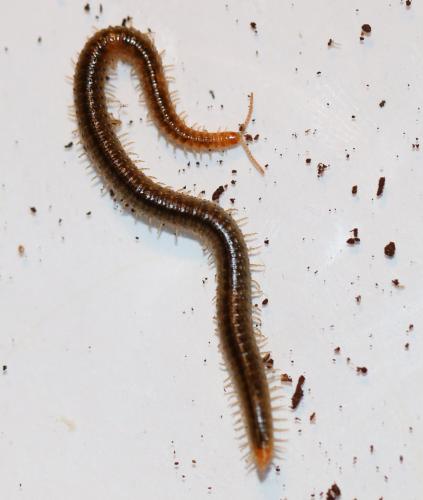 Henia vesuviana